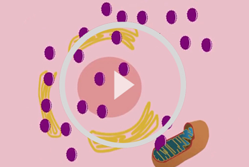 Kidney